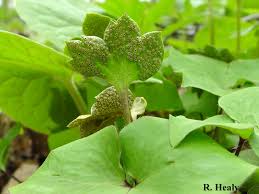 Attēlu rezultāti vaicājumam “Tranzschelia pruni-spinosae spores”