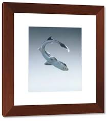 Image result for Mustelus canis