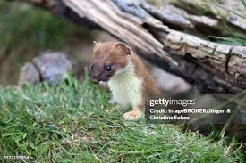 Attēlu rezultāti vaicājumam “Mustela erminea adult”