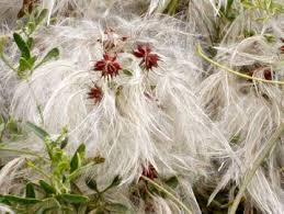 Attēlu rezultāti vaicājumam “Ranunculaceae”