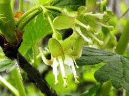 Attēlu rezultāti vaicājumam “Ribes uva-crispa flower”