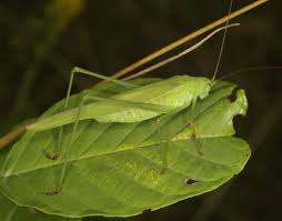 Attēlu rezultāti vaicājumam “Phaneroptera falcata”
