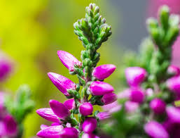 Attēlu rezultāti vaicājumam “Calluna vulgaris bud”