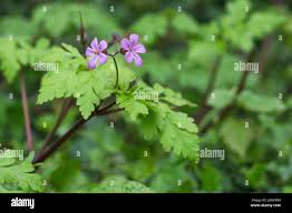 Attēlu rezultāti vaicājumam “Geranium robertianum leaf”