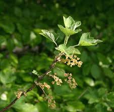 Attēlu rezultāti vaicājumam “Ribes spicatum”