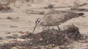 Image result for Numenius hudsonicus