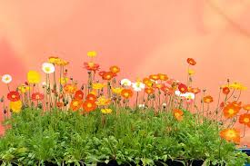 Image result for Papaver nudicaule