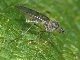 Attēlu rezultāti vaicājumam “Sylvicola sp.”