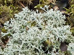 Attēlu rezultāti vaicājumam “Cladonia mitis”