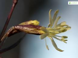 Attēlu rezultāti vaicājumam “Silene tatarica flower”
