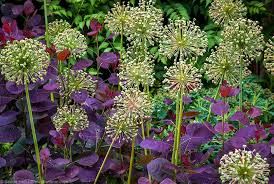 Attēlu rezultāti vaicājumam “Allium holandicum leaf”