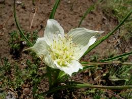 Attēlu rezultāti vaicājumam “Colchicum luteum flower”