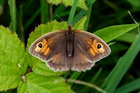 Attēlu rezultāti vaicājumam “Maniola jurtina female”