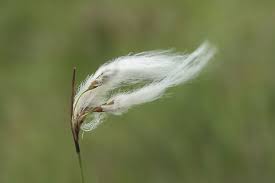 Attēlu rezultāti vaicājumam “Eriophorum angustifolium”