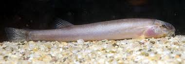 Attēlu rezultāti vaicājumam “Lophozia laxa macro”