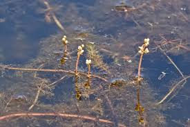 Attēlu rezultāti vaicājumam “Myriophyllum alterniflorum leaf”