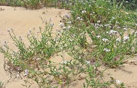 Attēlu rezultāti vaicājumam “Cakile maritima subsp. baltica flower”