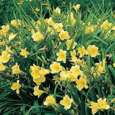 Image result for Hemerocallis `Moses Fire`