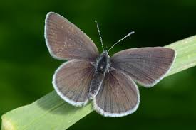 Attēlu rezultāti vaicājumam “Cupido minimus underside”