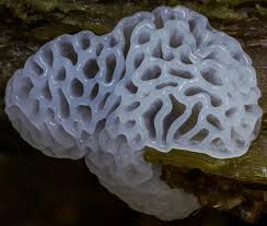 Attēlu rezultāti vaicājumam “Ceratiomyxa porioides plasmodium”