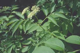 Attēlu rezultāti vaicājumam “Sambucus nigra”