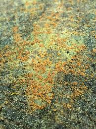 Attēlu rezultāti vaicājumam “Diderma radiatum sessile”