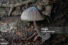 Attēlu rezultāti vaicājumam “Mycena abramsii”