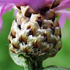 Attēlu rezultāti vaicājumam “Centaurea jacea fruit”