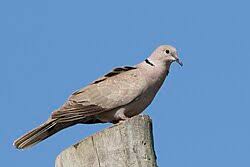 Attēlu rezultāti vaicājumam “Streptopelia decaocto adult”