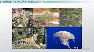 Image result for genus