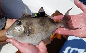 Image result for Balistes capriscus