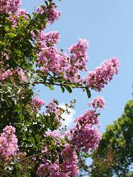 Image result for Lagerstroemia