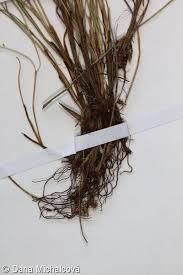 Attēlu rezultāti vaicājumam “Carex pulicaris”