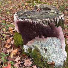 Attēlu rezultāti vaicājumam “Brefeldia maxima spores”