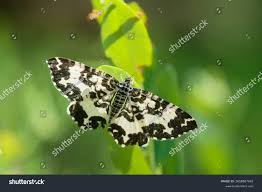 Attēlu rezultāti vaicājumam “Epirrhoe tristata imago”