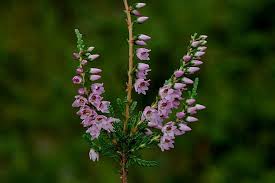 Attēlu rezultāti vaicājumam “Calluna vulgaris bud”