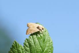 Attēlu rezultāti vaicājumam “Cosmia trapezina”