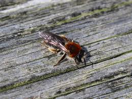 Attēlu rezultāti vaicājumam “Andrena haemorrhoa female”