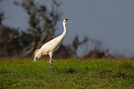 Attēlu rezultāti vaicājumam “Grus grus adult”