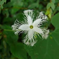 Attēlu rezultāti vaicājumam “Fragaria moschata flower”
