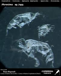 Attēlu rezultāti vaicājumam “Phronia sp.”