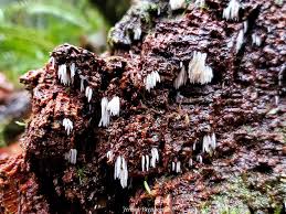 Attēlu rezultāti vaicājumam “Mucronella bresadolae”