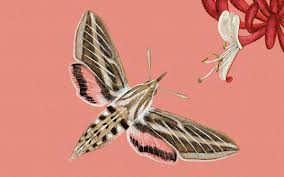Image result for hawk moth