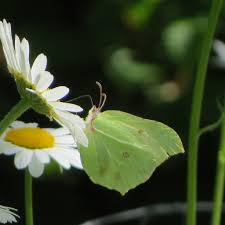 Attēlu rezultāti vaicājumam “Gonepteryx rhamni”