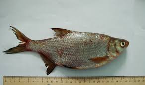 Image result for Rutilus heckelii