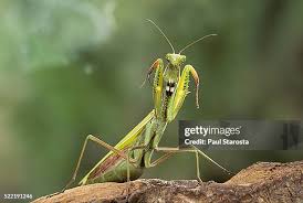 Attēlu rezultāti vaicājumam “Mantis religiosa”