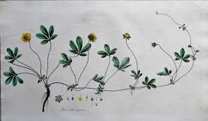 Attēlu rezultāti vaicājumam “Potentilla reptans”