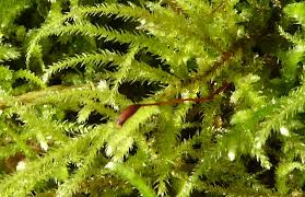 Attēlu rezultāti vaicājumam “Eurhynchium angustirete sporophyte”