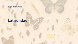 Attēlu rezultāti vaicājumam “Latridiidae”