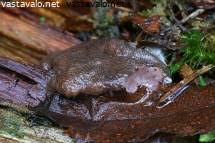 Attēlu rezultāti vaicājumam “Siphoptychium violaceum”